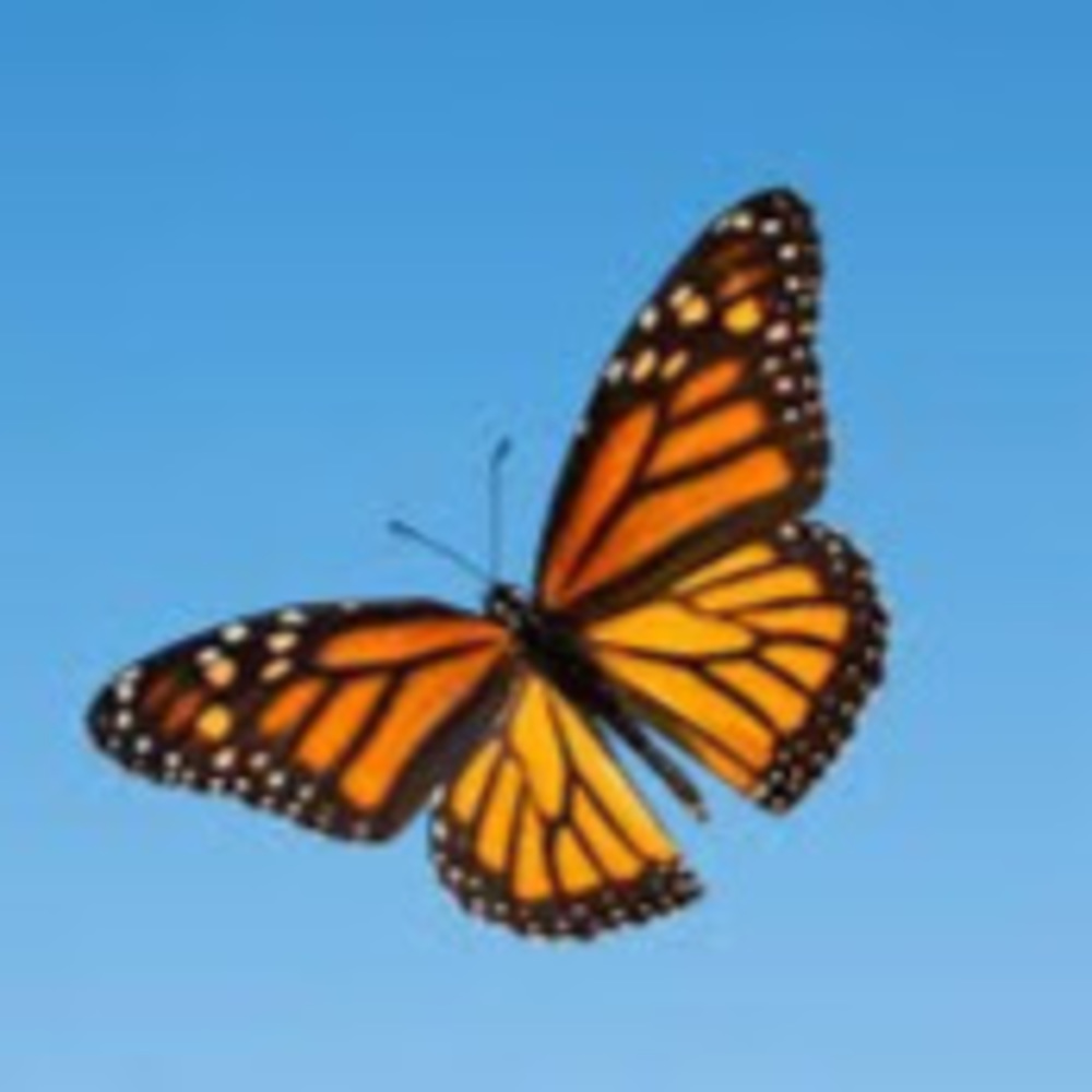 Meet your Posher, Ember